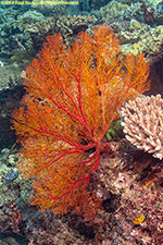 sea fan